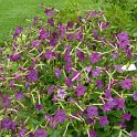 Nicotiana x sanderae 'Perfume pourpre'
